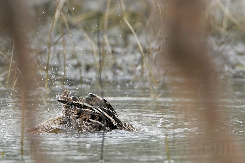 _MG_5300 Wilsons Snipe.jpg
