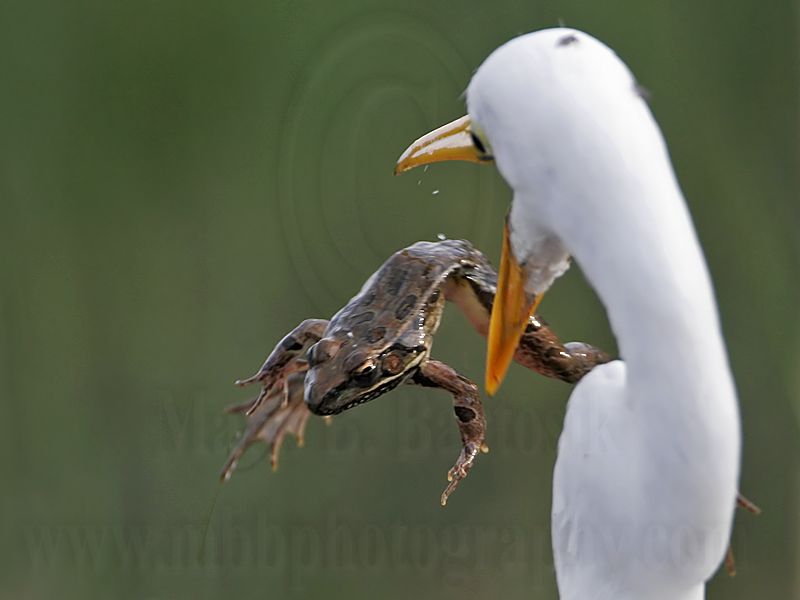 _MG_7178 Great Egret.jpg