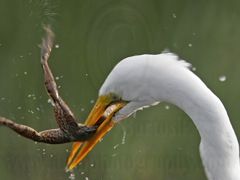 _MG_7201 Great Egret.jpg