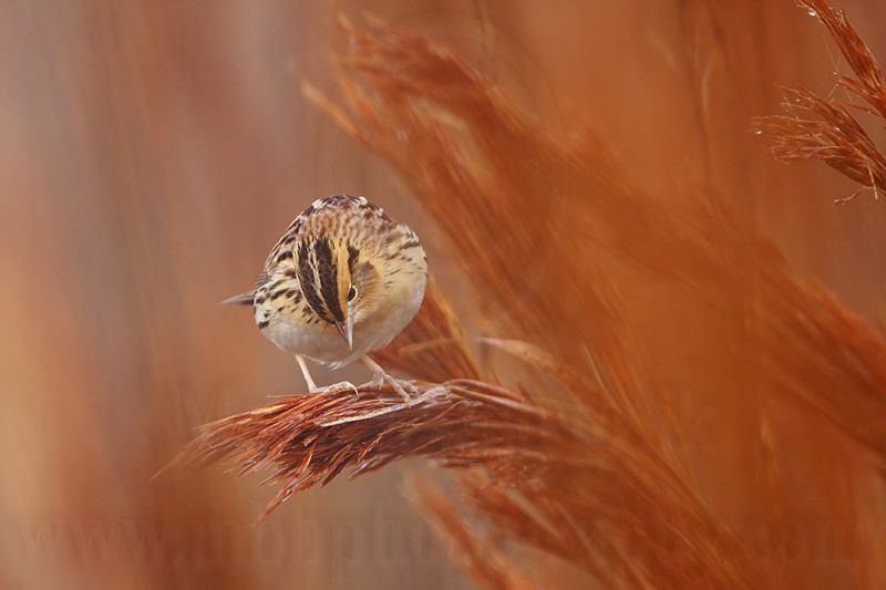 _MG_2319 Le Contes Sparrow.jpg