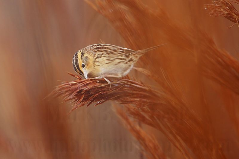 _MG_2338 Le Contes Sparrow.jpg