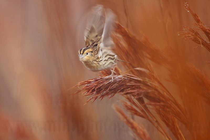 _MG_2365 Le Contes Sparrow.jpg