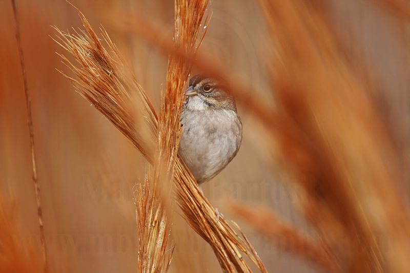 _MG_2660 Swamp Sparrow.jpg