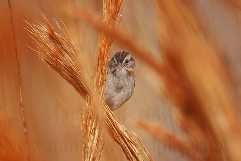 _MG_2664 Swamp Sparrow.jpg