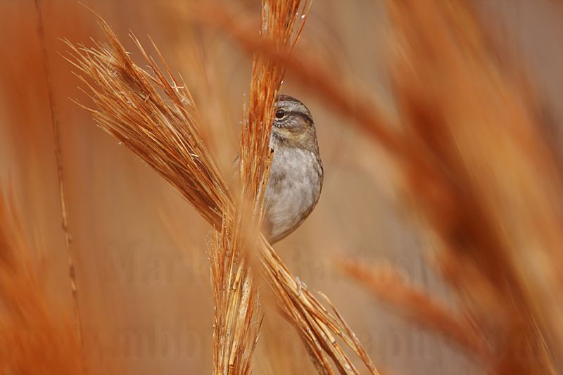 _MG_2665 Swamp Sparrow.jpg