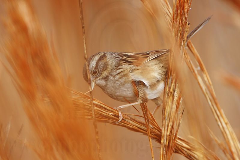_MG_2666 Swamp Sparrow.jpg
