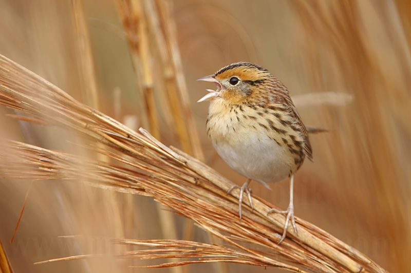 _MG_2734 Le Contes Sparrow.jpg