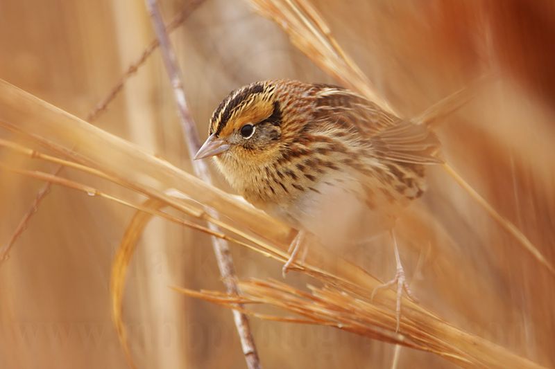 _MG_2939 Le Contes Sparrow.jpg