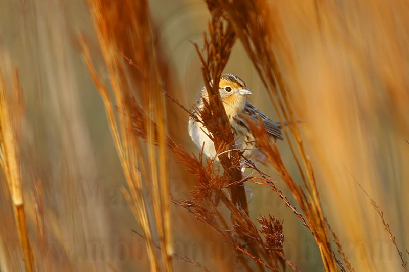 _MG_3327 Le Contes Sparrow.jpg