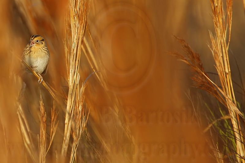 _MG_3385crop2 Le Contes Sparrow.jpg