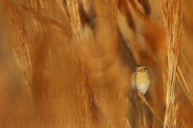 _MG_3385crop Le Contes Sparrow.jpg