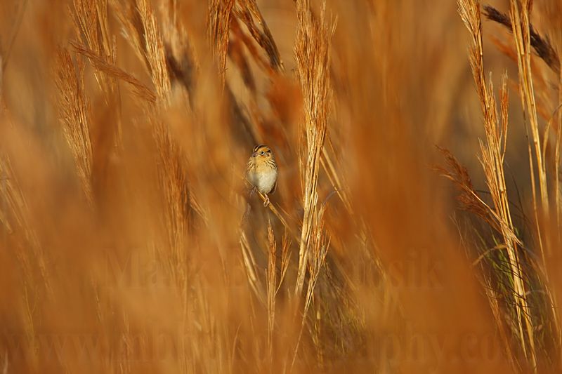 _MG_3386 Le Contes Sparrow.jpg