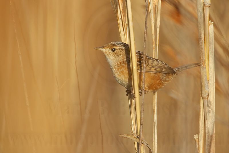 _MG_3399 Sedge Wren.jpg