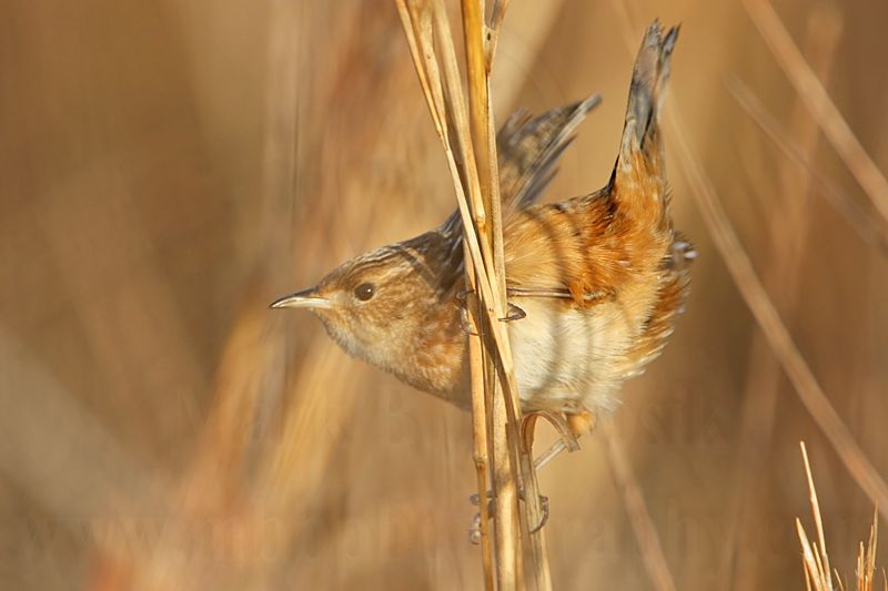 _MG_3409 Sedge Wren.jpg