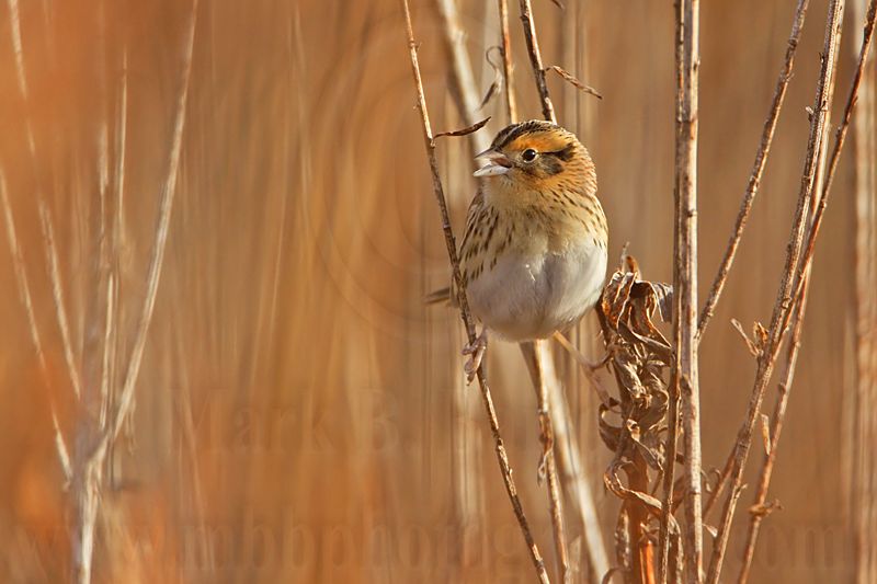 _MG_3426 Le Contes Sparrow.jpg