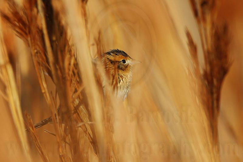 _MG_3630 Le Contes Sparrow.jpg