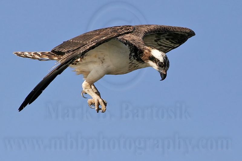 _MG_0421 Osprey.jpg