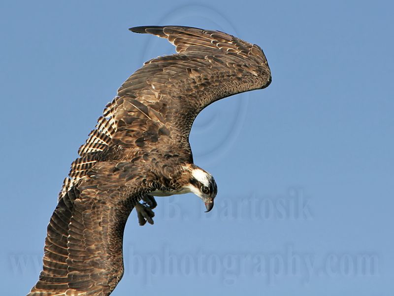 _MG_0423 Osprey.jpg