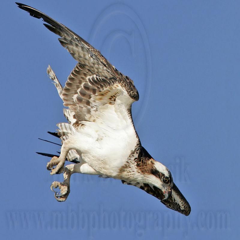 _MG_0571 Osprey.jpg