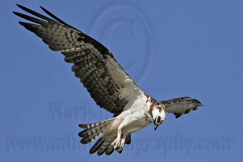 _MG_4054 Osprey.jpg