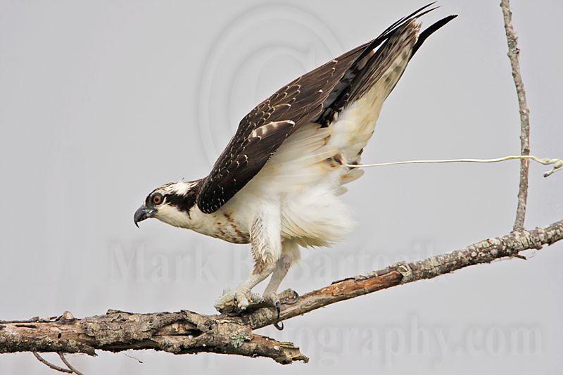 _MG_7124 Osprey.jpg