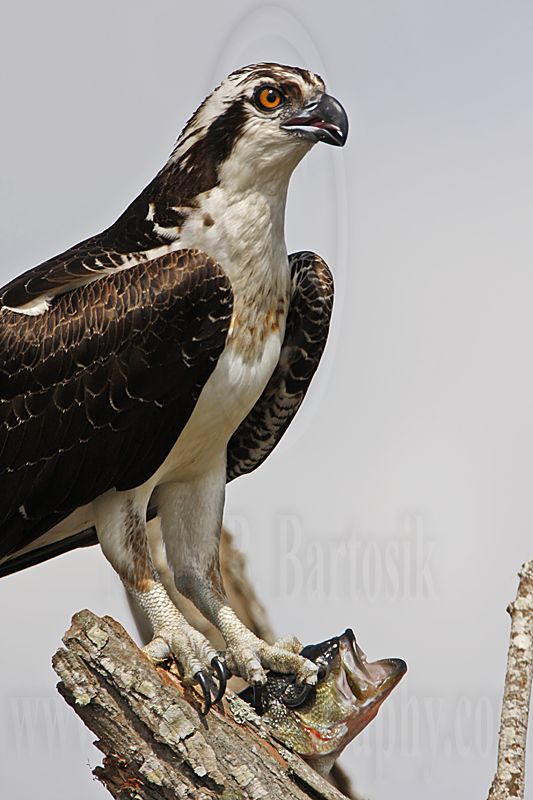 _MG_6398 Osprey.jpg