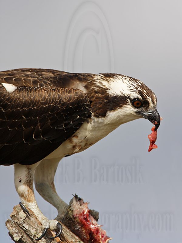 _MG_8382 Osprey.jpg