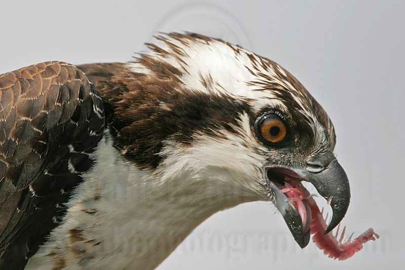 _MG_3465 Osprey.jpg