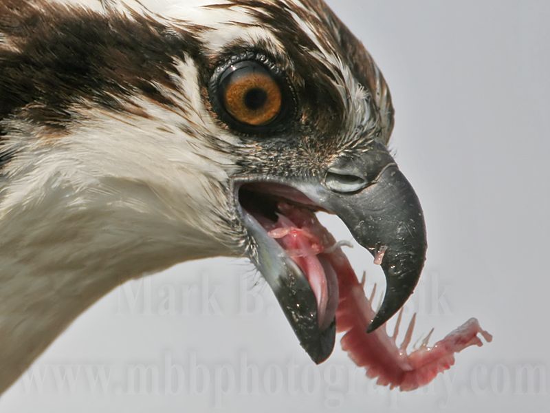 _MG_3465crop Osprey.jpg