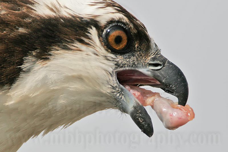 _MG_3525crop Osprey.jpg