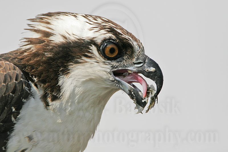 _MG_3816 Osprey.jpg