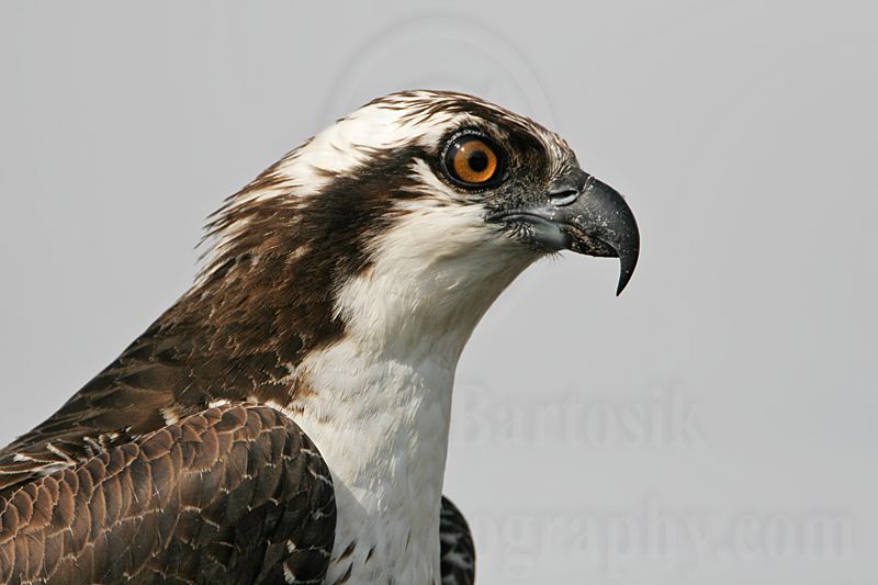 _MG_4088 Osprey.jpg