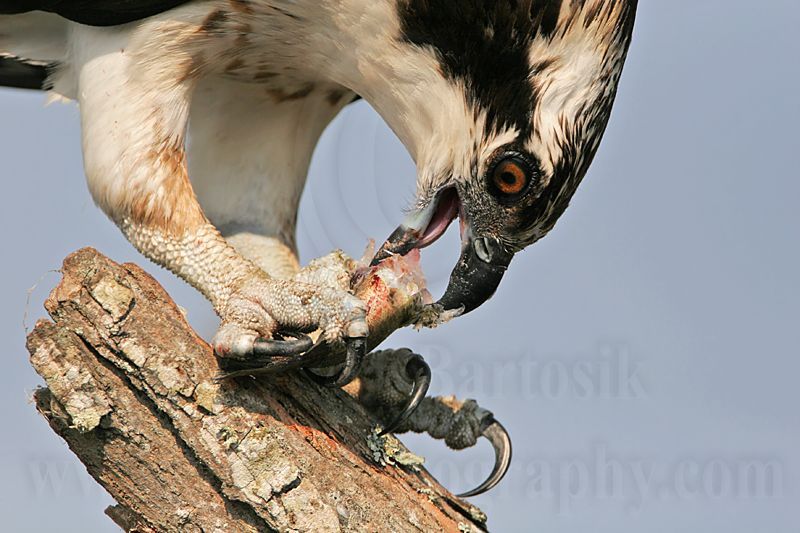 _MG_4261 Osprey.jpg