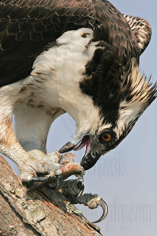 _MG_4287 Osprey.jpg