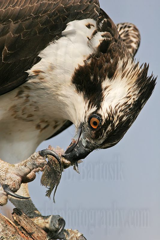 _MG_4309 Osprey.jpg