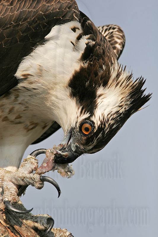 _MG_4335 Osprey.jpg