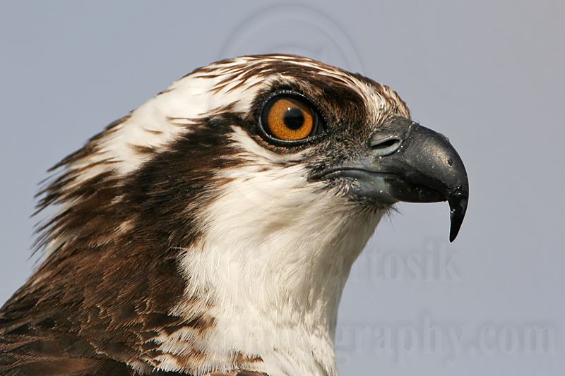 _MG_4398 Osprey.jpg