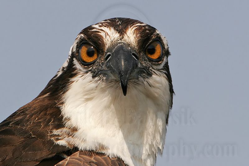 _MG_4431 Osprey.jpg