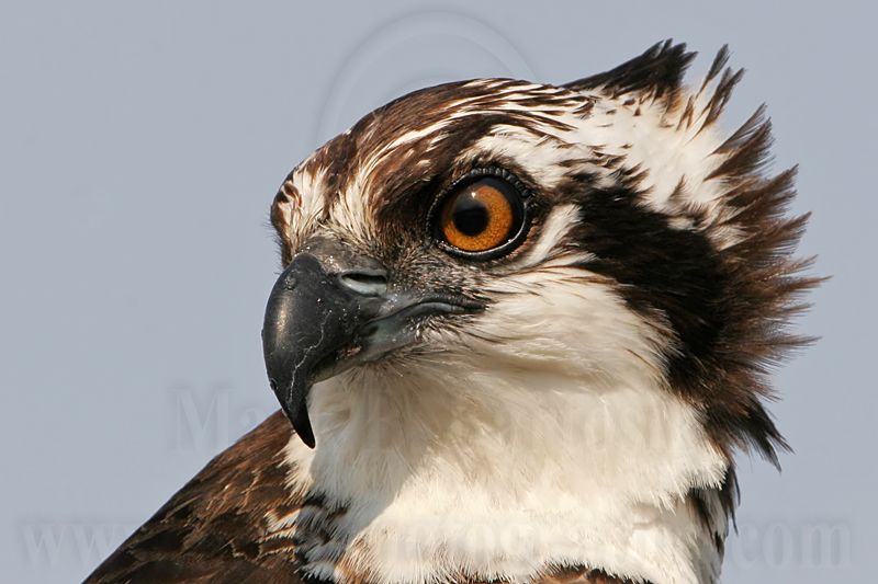 _MG_4436 Osprey.jpg