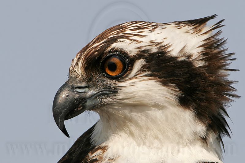 _MG_4447 Osprey.jpg