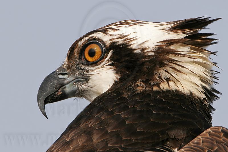 _MG_4498 Osprey.jpg