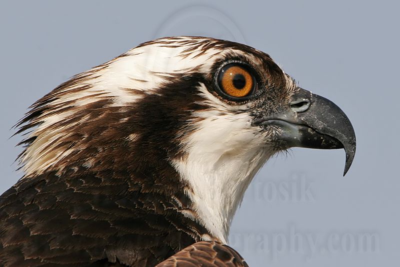 _MG_4538 Osprey.jpg