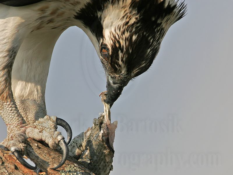 _MG_4714 Osprey.jpg