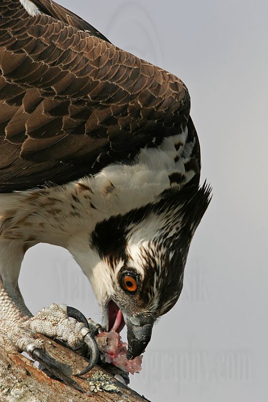_MG_4855 Osprey.jpg
