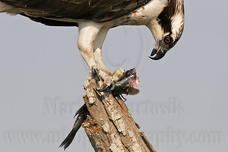 _MG_0005 Osprey.jpg