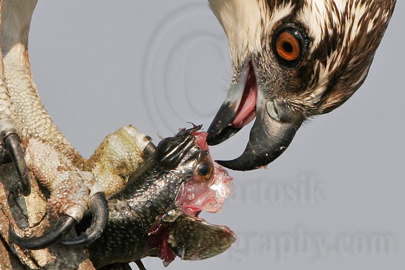 _MG_0011crop Osprey.jpg