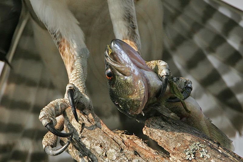 _MG_9598 Osprey.jpg