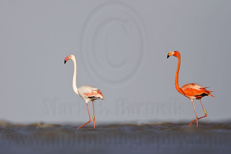 _MG_0206 Greater Flamingo.jpg