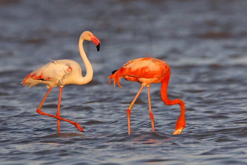 _MG_0605 Greater Flamingo.jpg