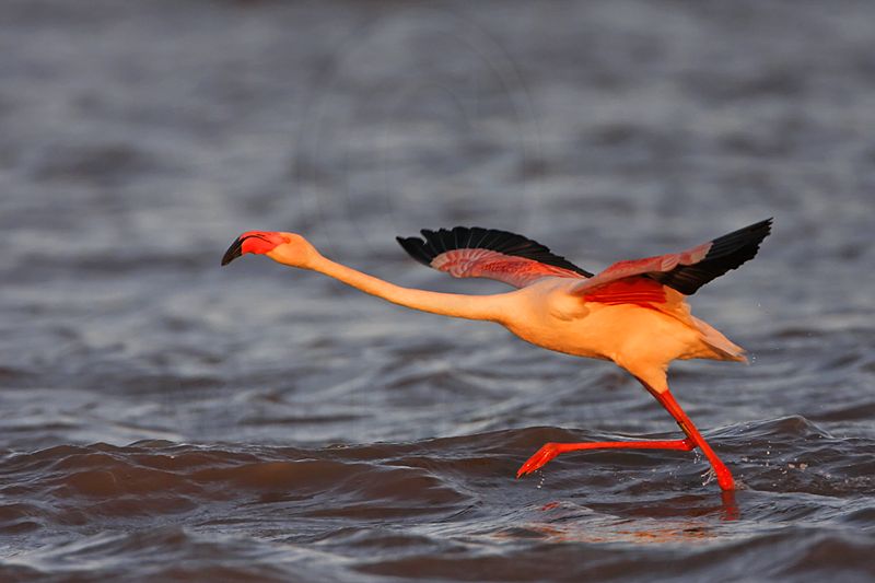 _MG_0795 Greater Flamingo.jpg